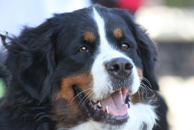 Ganja du Domaine de Verlaine