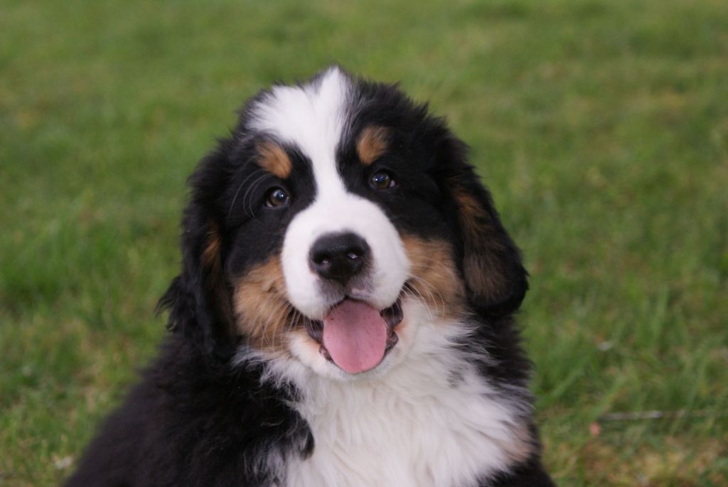 du Domaine de Verlaine - Bouvier Bernois - Portée née le 13/02/2020