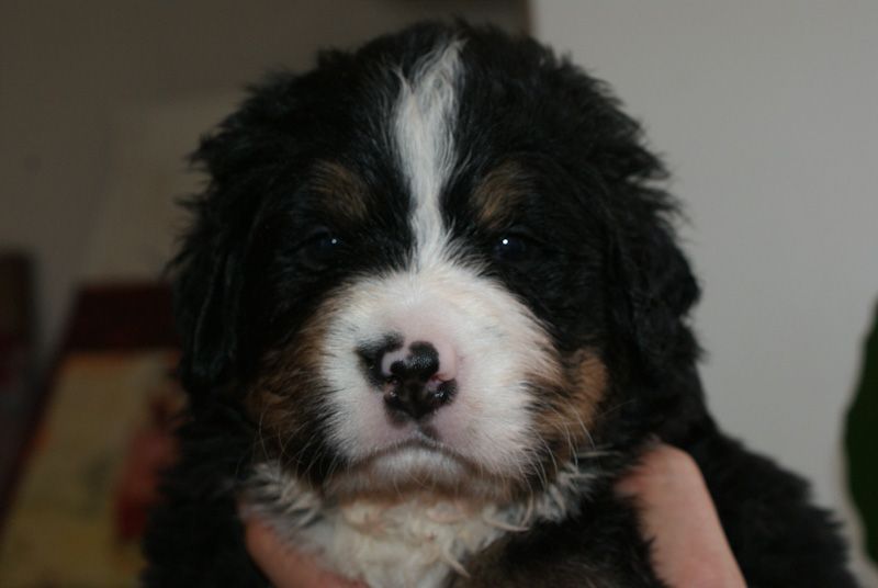 du Domaine de Verlaine - Bouvier Bernois - Portée née le 16/10/2018